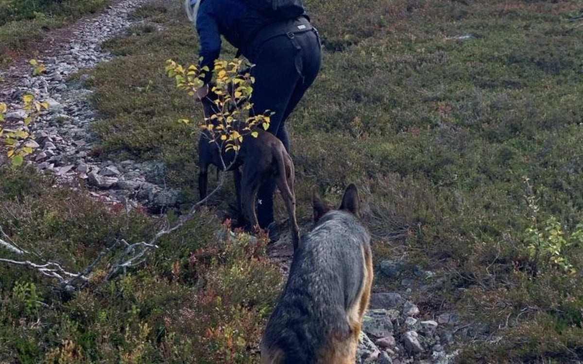 Klippa hundens klor