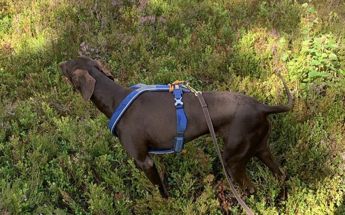 Hundsele med handtag