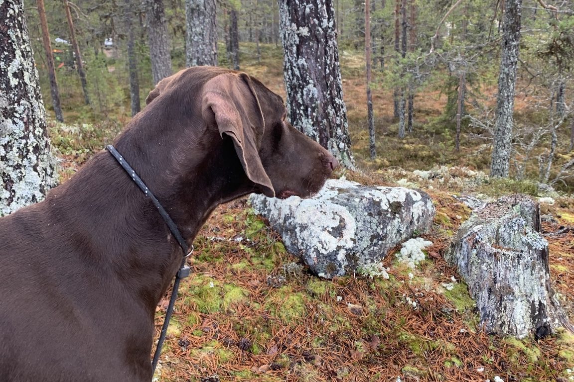 Camping med hund