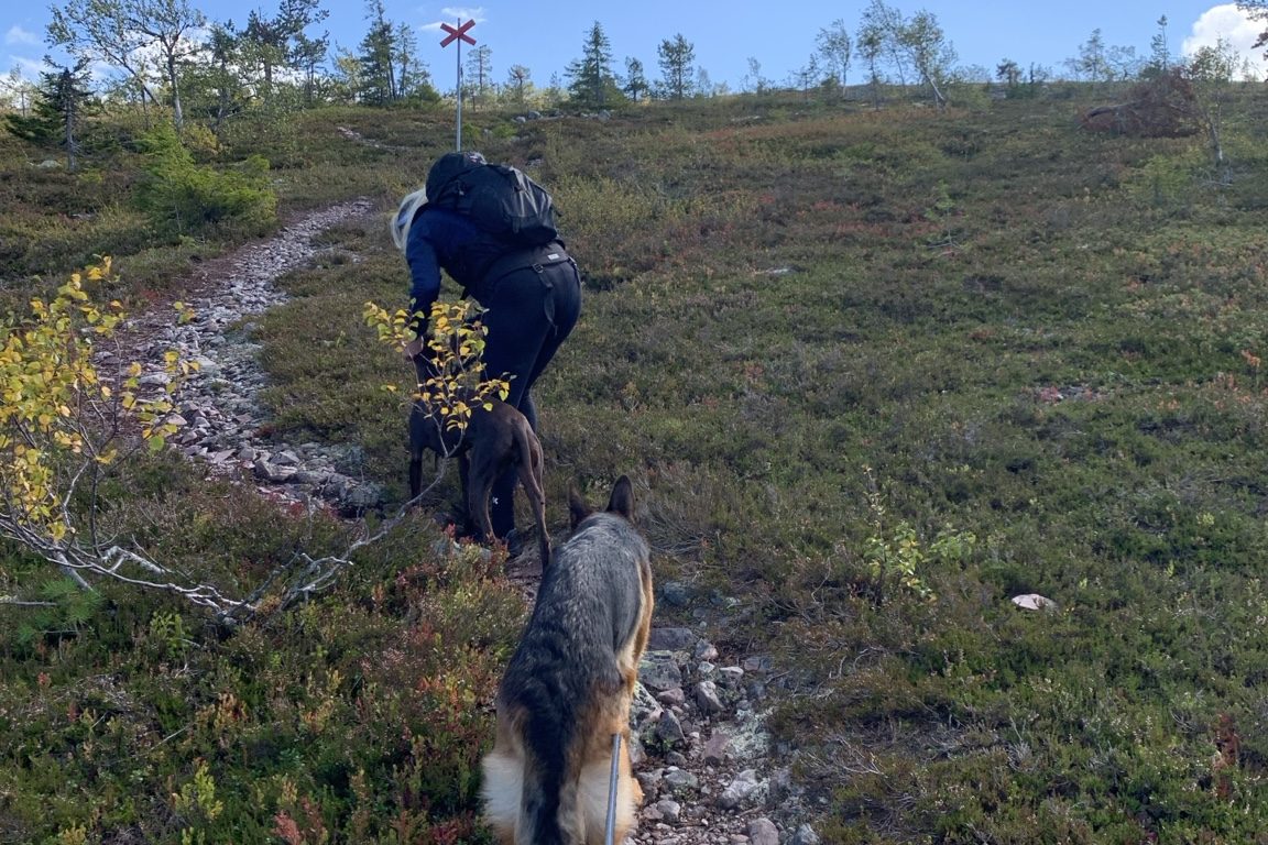 Vandring med hund i fjällen