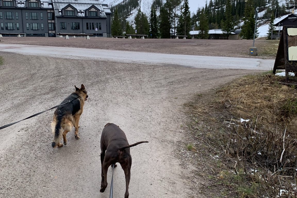 Långlina till hund