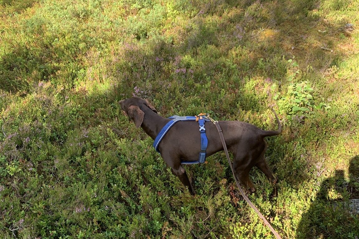 Hundpromenad i skog