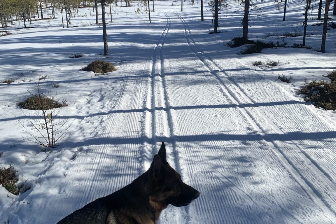 Hund i vintermiljö